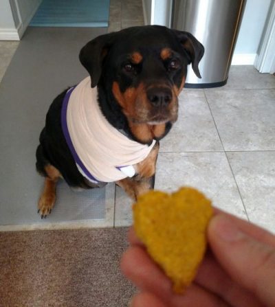 Rottie, Osteosarcoma, Tripawd