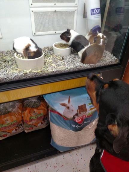 honeybear and guinea pigs