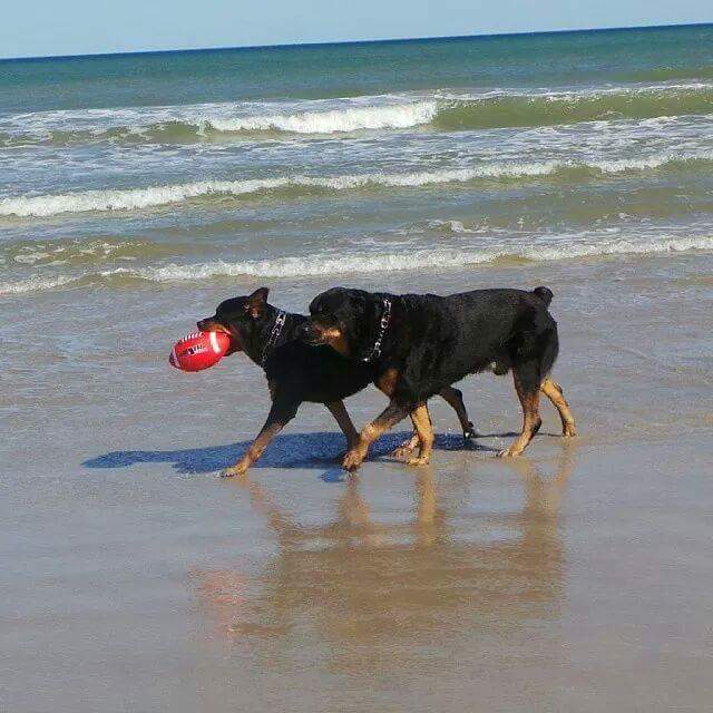 chogan and honeybear beach