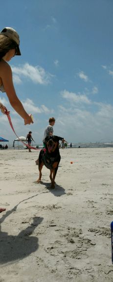 honeybear and ball at beach